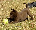 Australian Kelpie